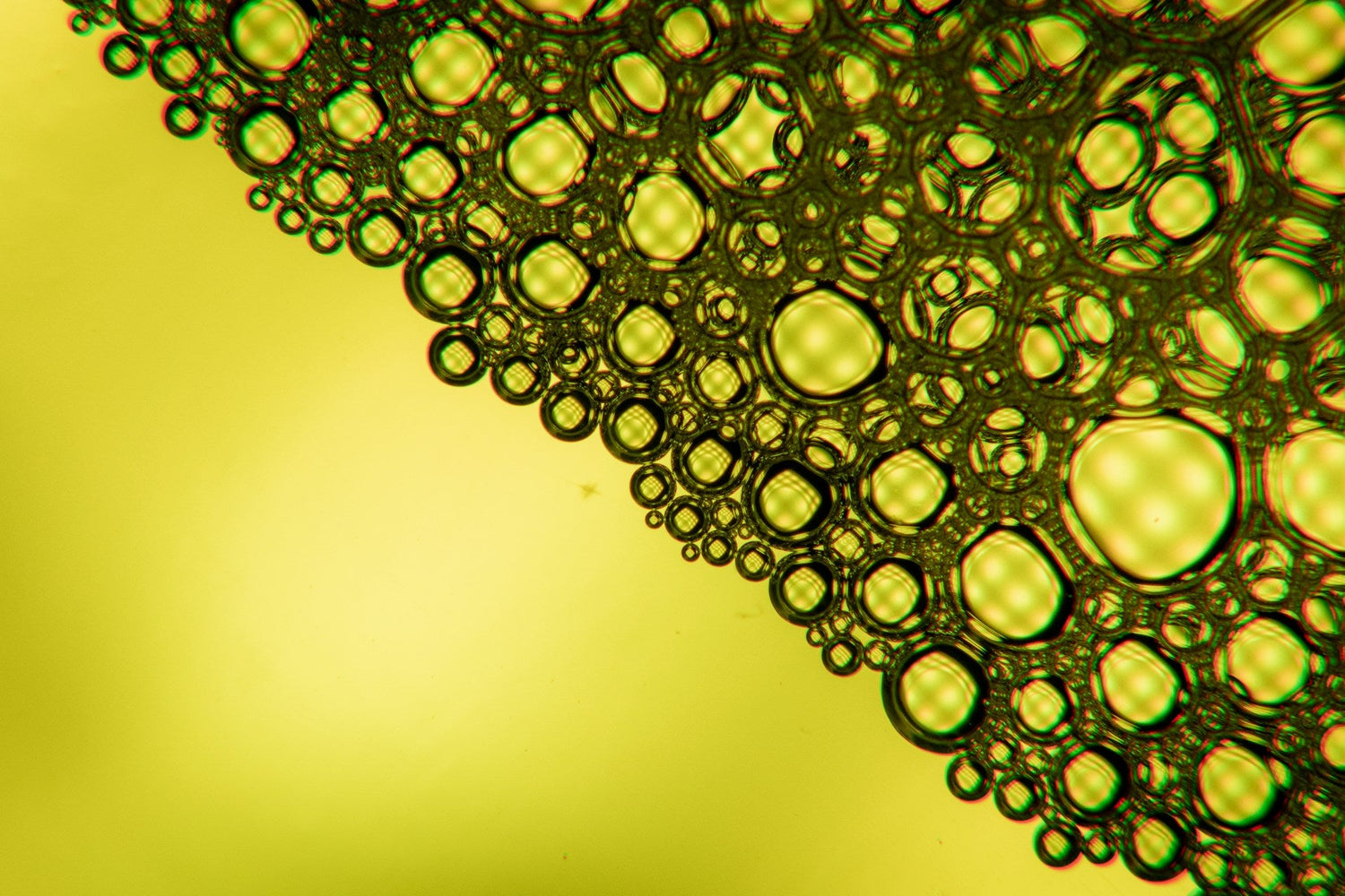 What Malassezia Biofilm Is and How to Break It