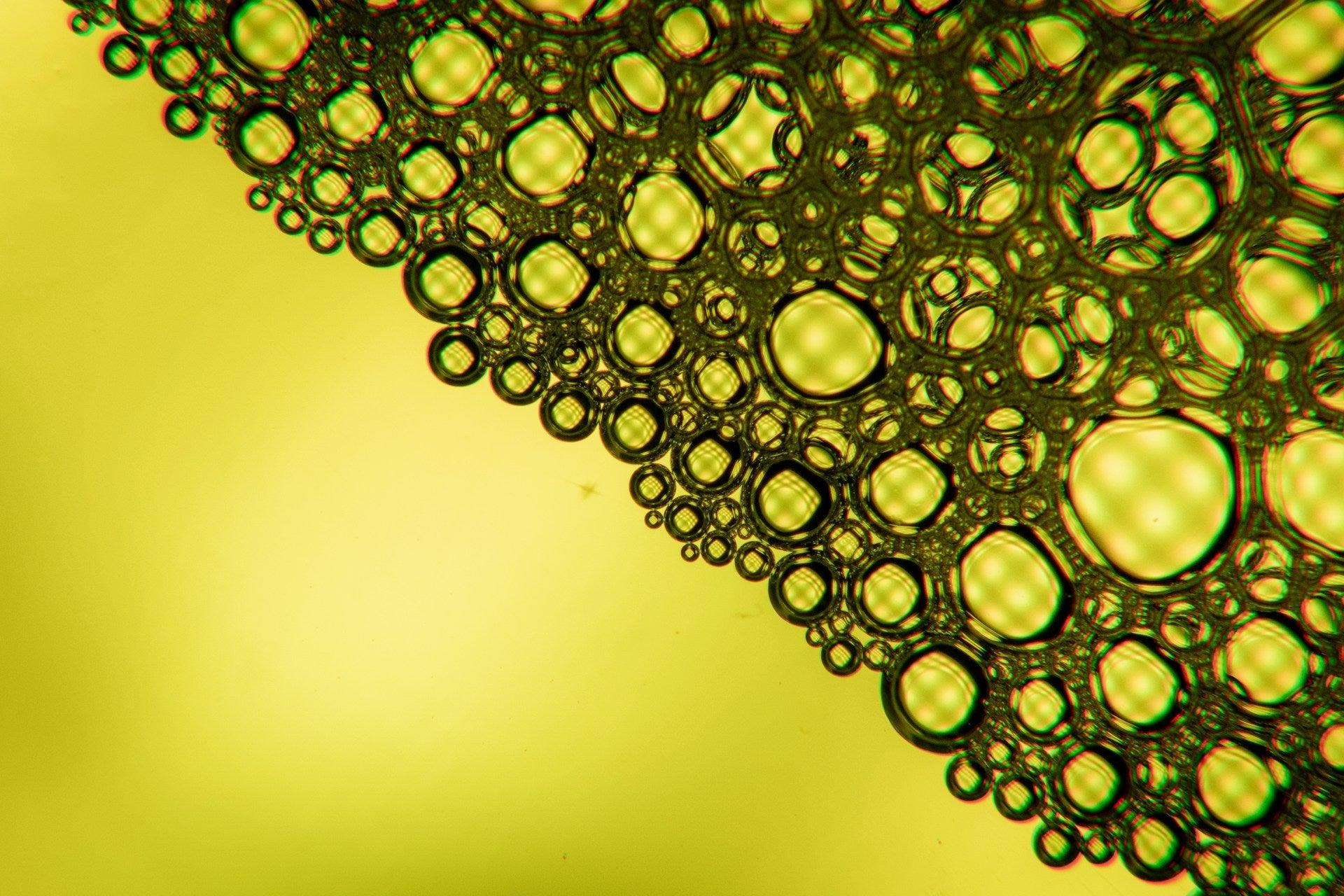 What Malassezia Biofilm Is and How to Break It