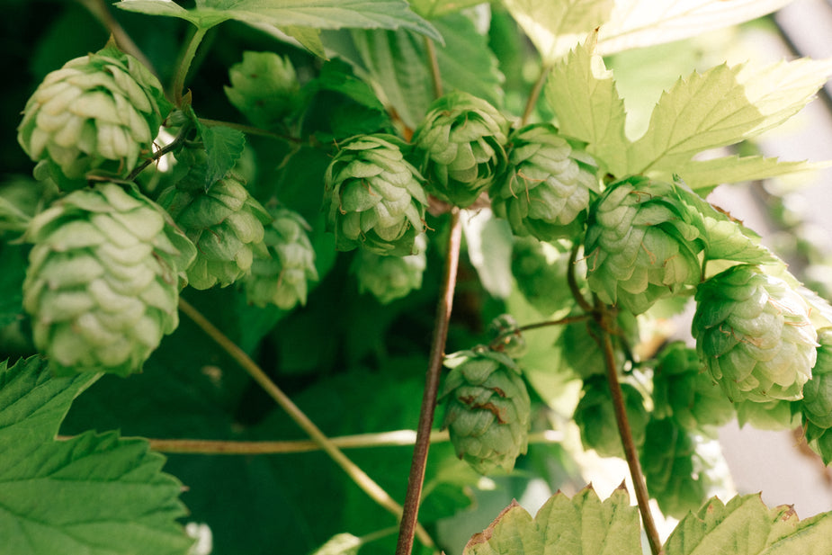 Hops plant in vines