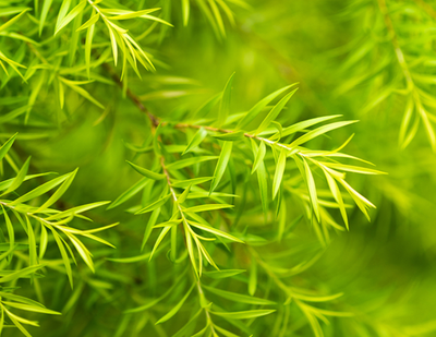 Tea Tree Essential Oil