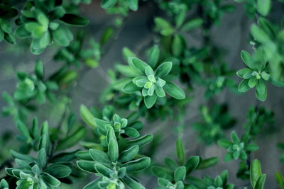 Thyme Essential Oil