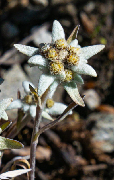 Edelweiss Extract