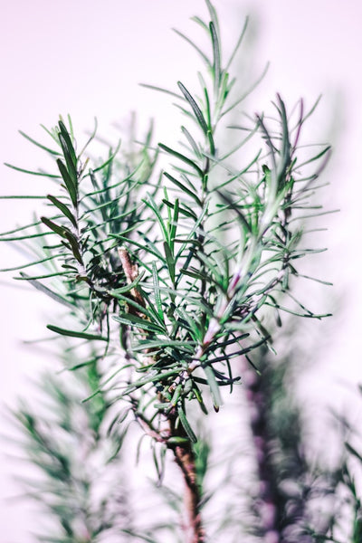 Rosemary Leaf Essential Oil