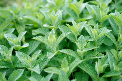 Peppermint Essential Oil
