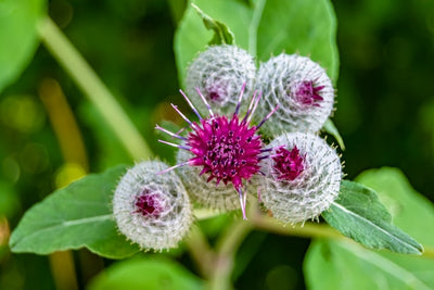 Burdock Root Extract