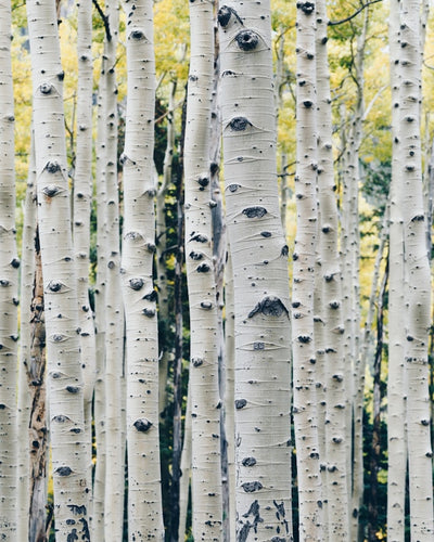Birch Sugar (Xylitol)